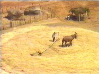 COSECHA (36)